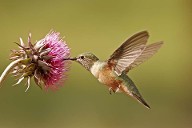 Broad-tailed Hummingbird Female (Selasphorus Platycercus) Feeding